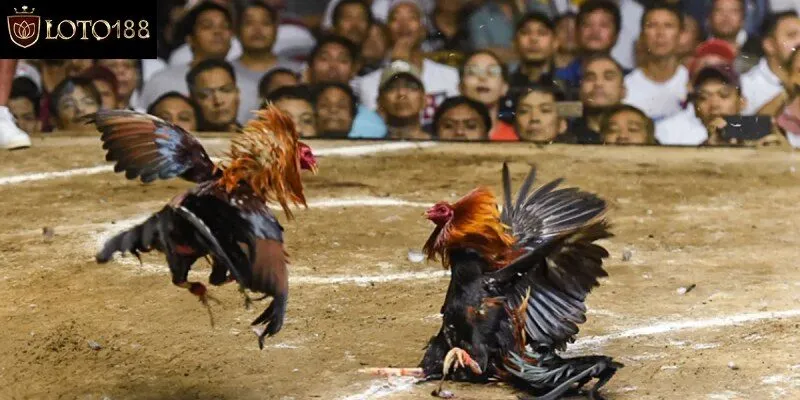 Cách chơi đá gà tại Đá gà Loto188
